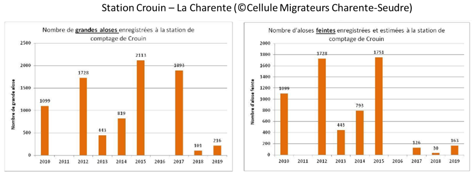 Alose Charente