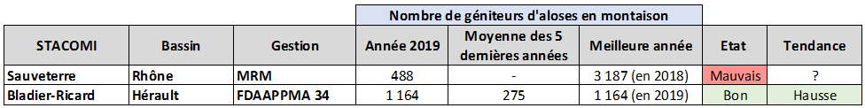 Alose Méditerranée