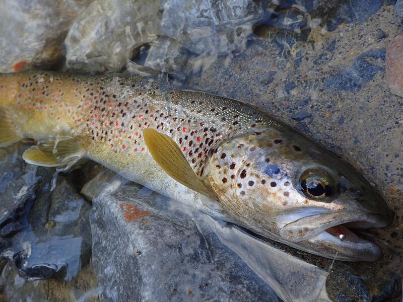 Pêche à la mouche Truites & Cie