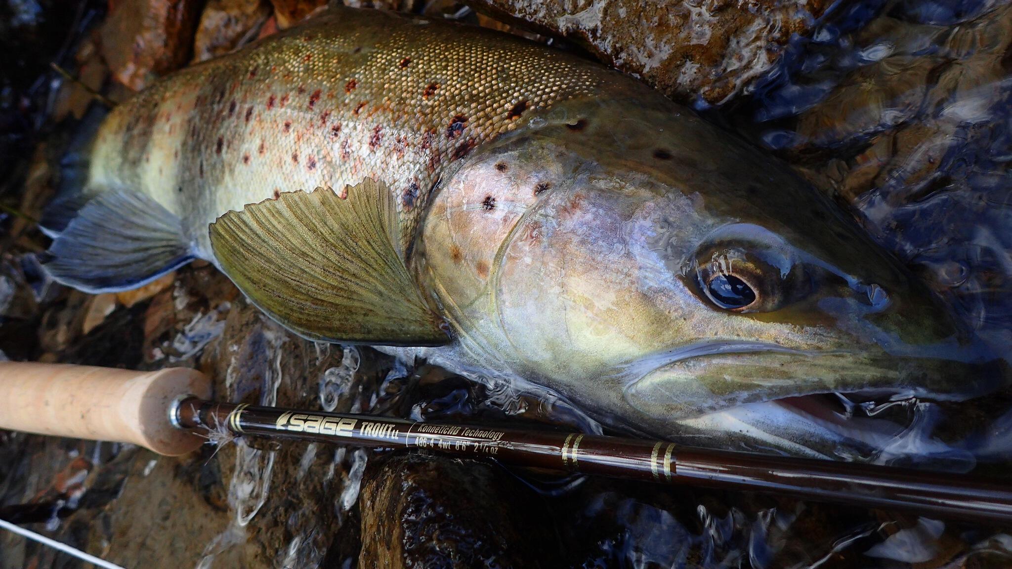 Test Sage Trout LL 8'6" 4 et 9' 5 Truites & Cie