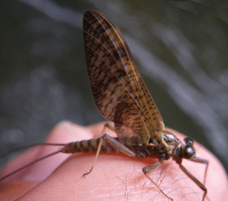  Ecdyonurus Torrentis subimago insecto macho