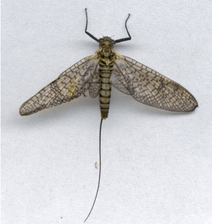 Ecdyonurus Insignis subimago insecto femenino