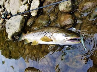 pêche truite leurre souple