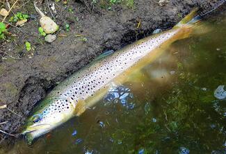 pêche truite leurre