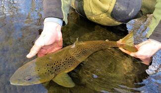 pêche truite leurre souple