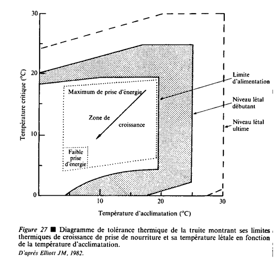 truite fario