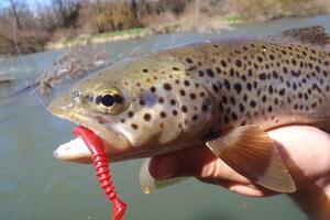 pêche truite leurre souple