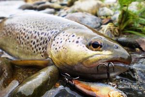 Pêche au poisson nageur