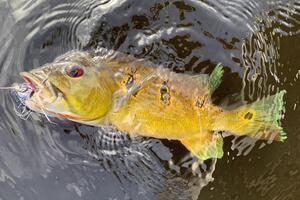 pêche rio negro