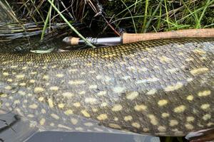 pêche brochet Suède