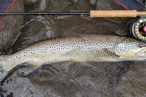 pêche des grosses truites