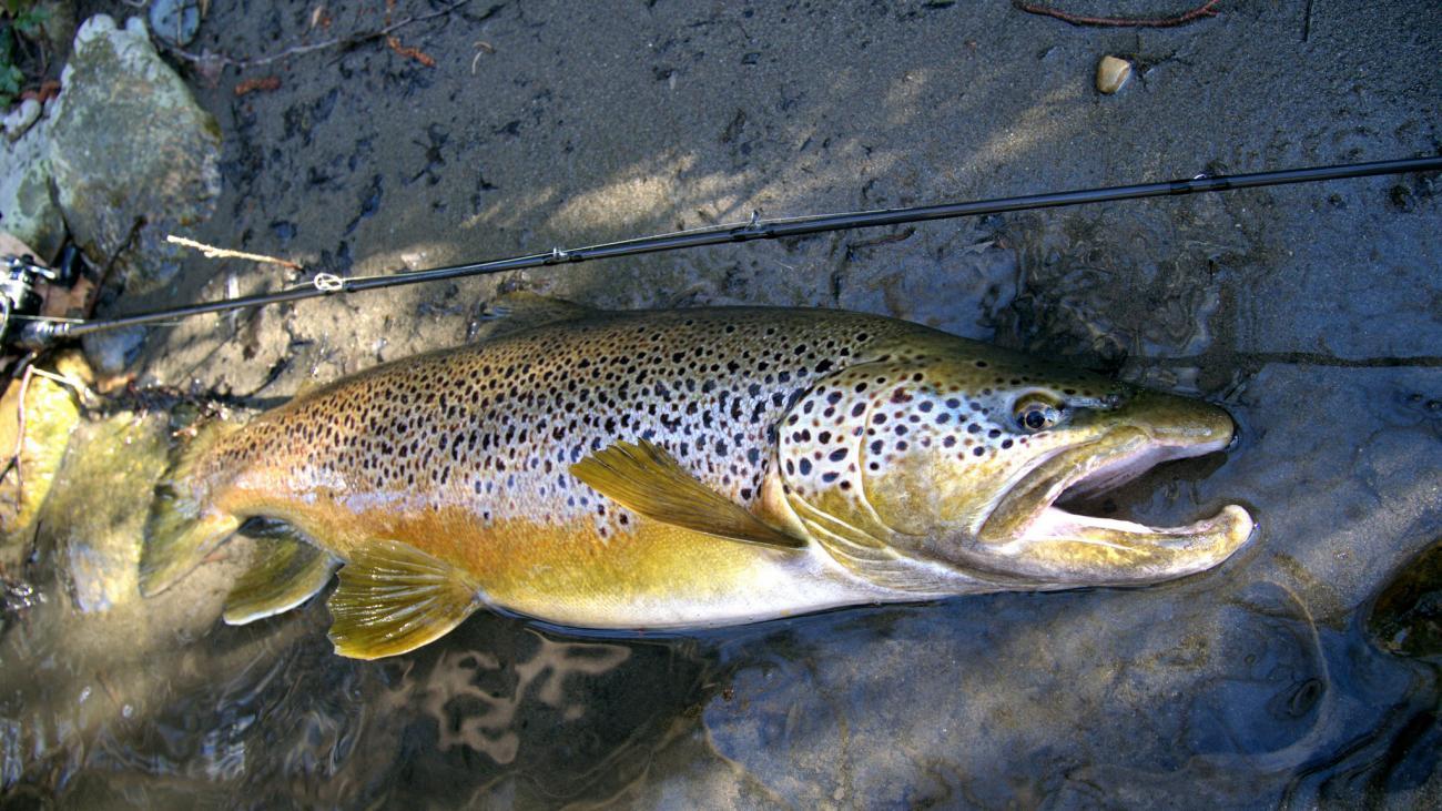 Pas De Greve Pour Les Torpilles Truites Cie