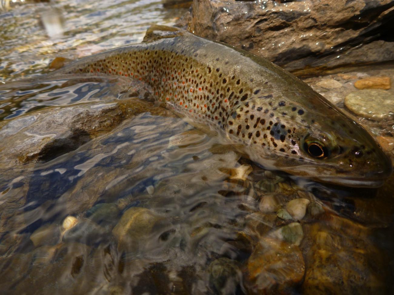 Souche Locale Ou Pas L Alevinage En Question Truites Cie