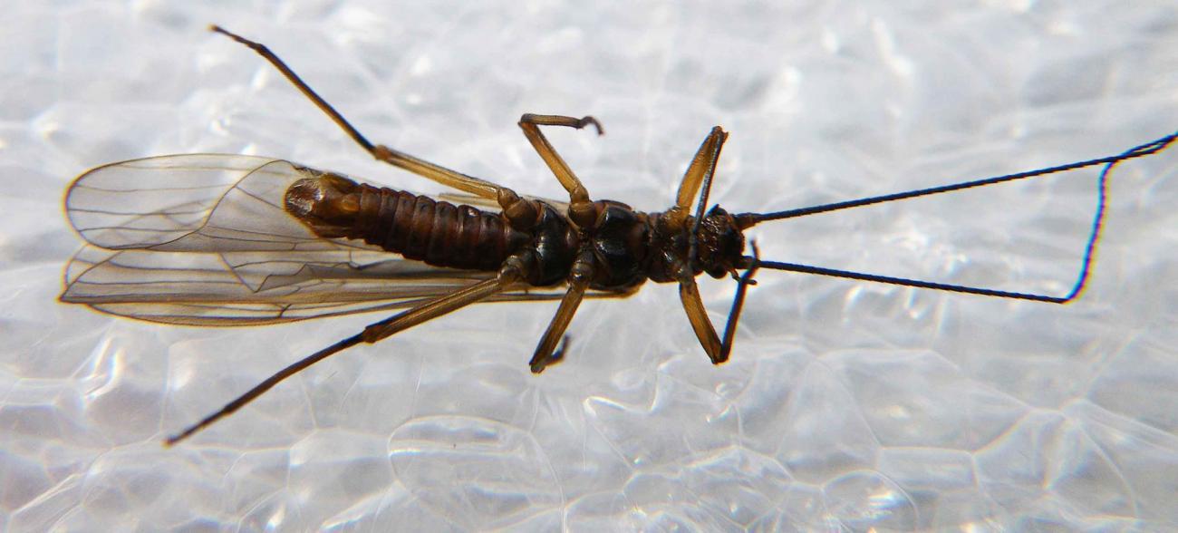 Mouche TRS Fourmi - Mouches sèches - Mouches