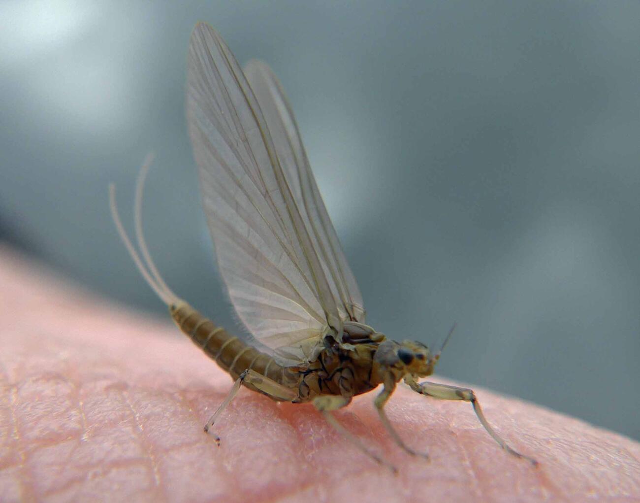 mouche olive peche