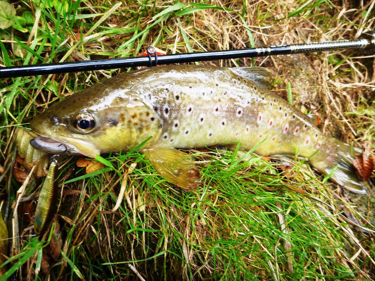 Pêche au leurre, du ruisseau à la grande rivière Truites & Cie