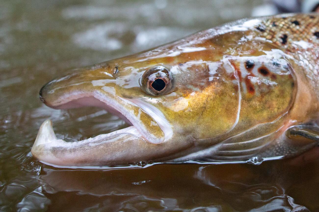 Weekend mémorable de pêche au saumon en Bretagne Truites & Cie
