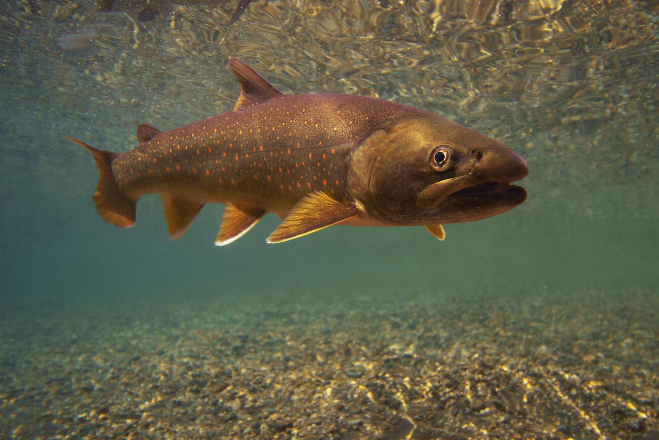 Les poissons à pêcher en Amérique du Nord | Truites & Cie