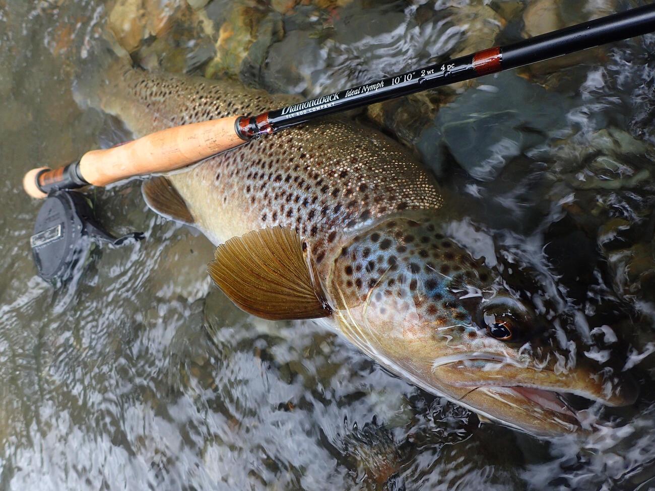 Test : Diamondback Ideal Nymph 10'10 #2 | Truites & Cie