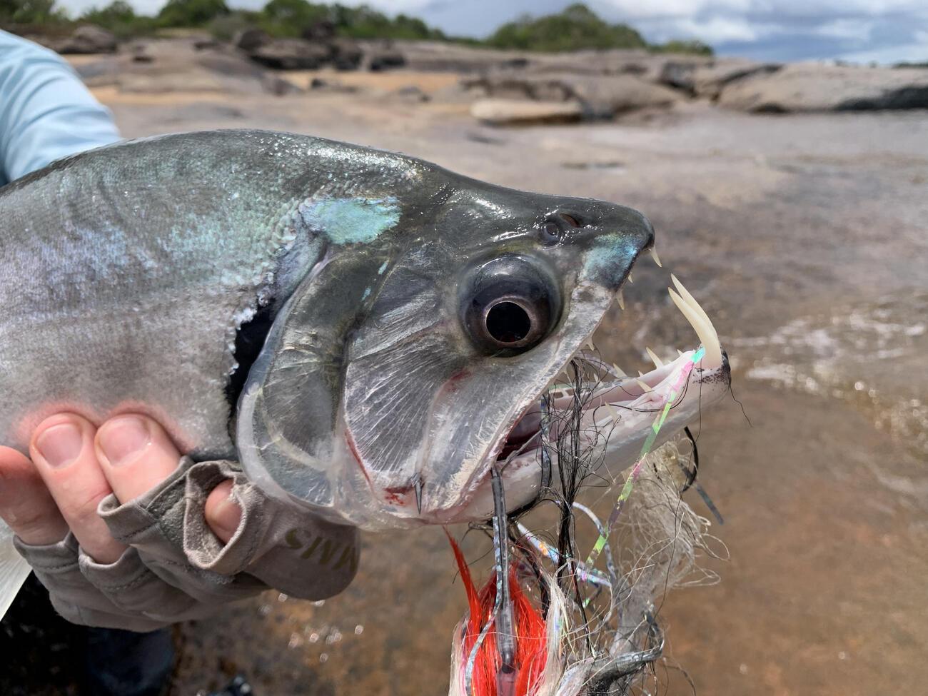 Lot De Pêche à La Traîne Eau Salée – Tony Maja, Cuillères, Parapluies