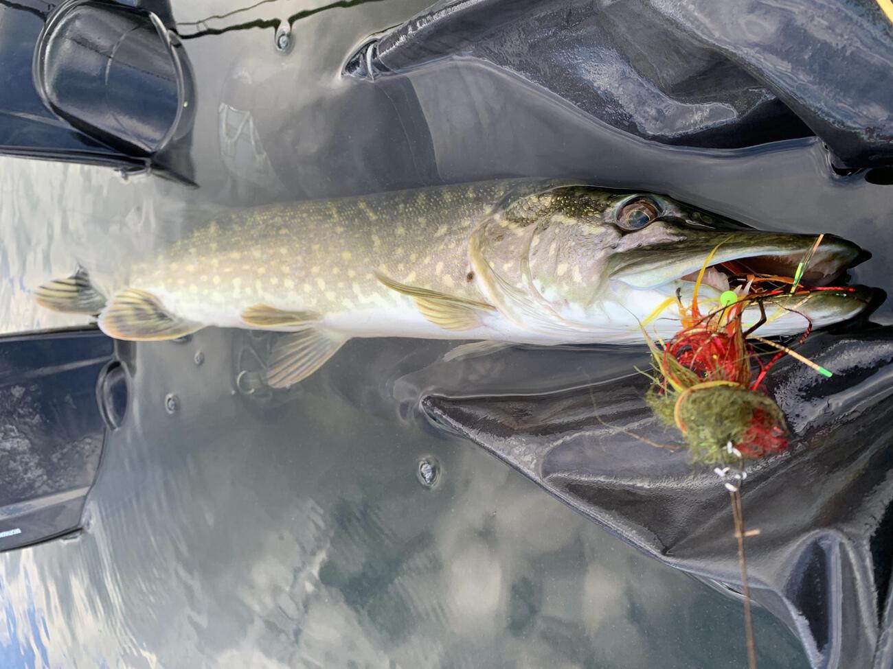 La pêche du brochet à la mouche en Irlande Truites & Cie