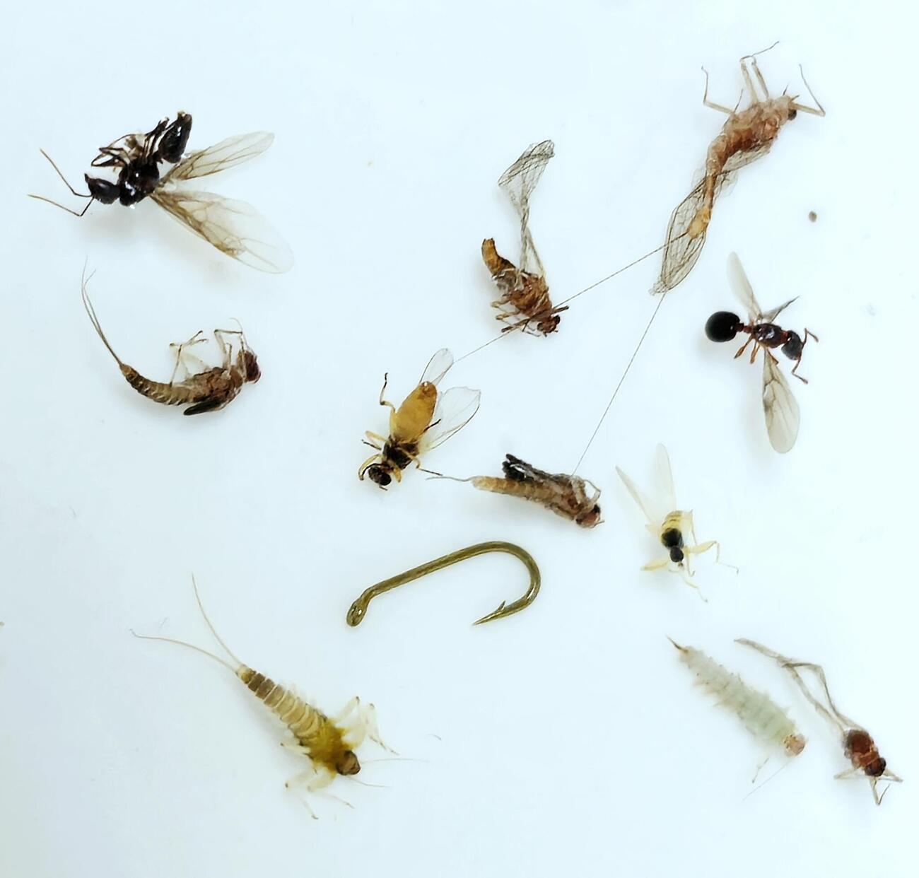 Lot de 10 mouches en laine pour pêche à la truite et au saumon avec