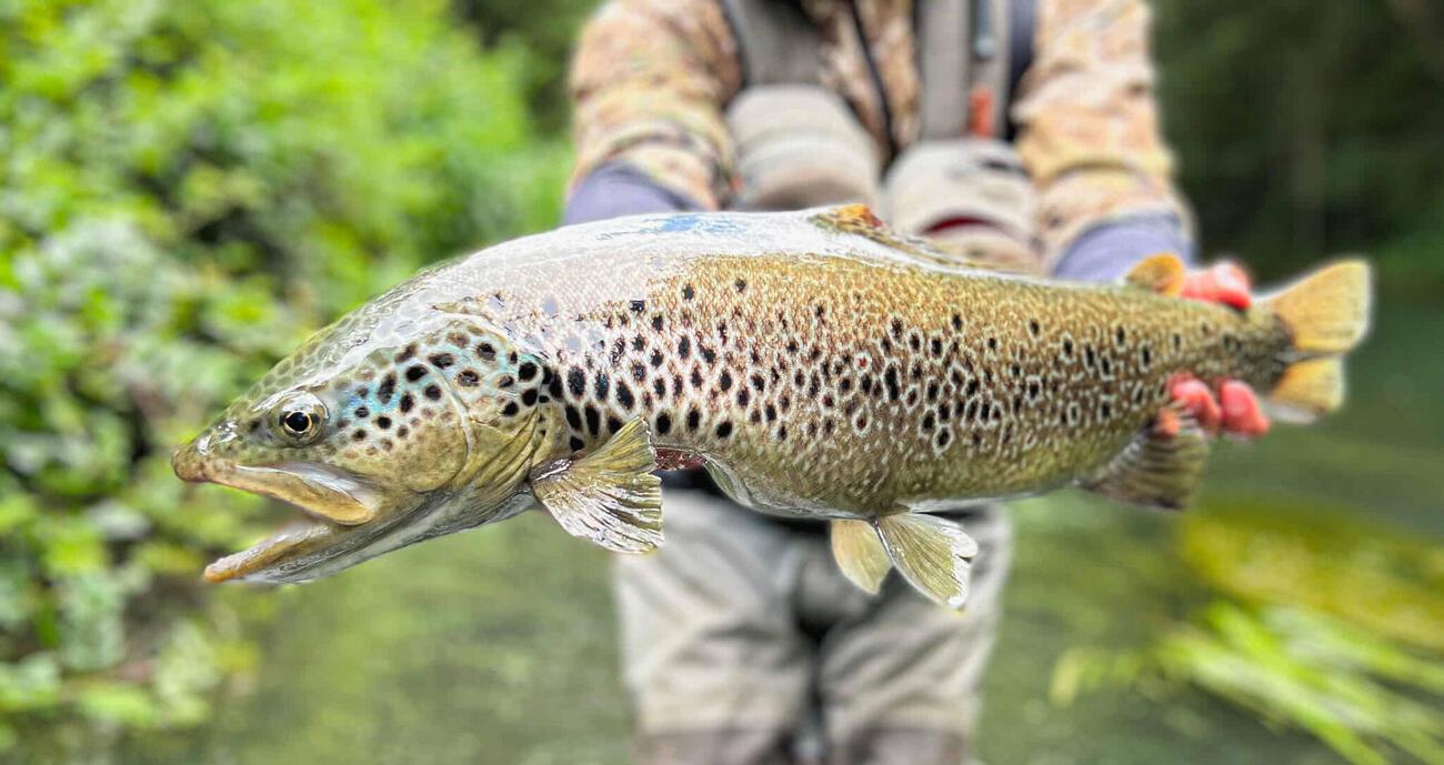Leurres De Pêche à La Mouche - 20 Leurres Artificiels Abeille Pour