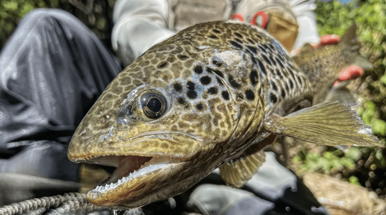 LEURRE DE PÊCHE à La Mouche Compact Et Efficace Toupie Cuillère Appât