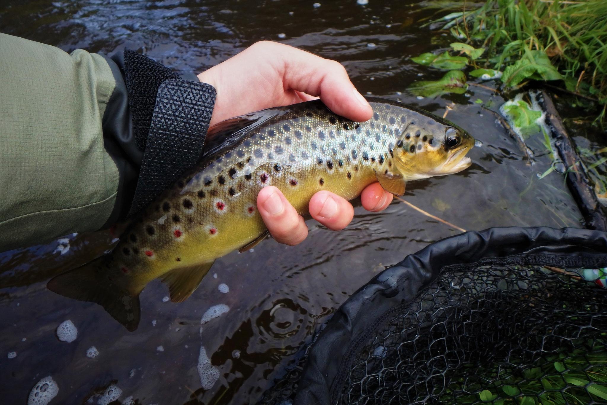 La Truite Un Poisson Que Rien N'arrête Pêche de la truite fario et du saumon en Irlande | Truites & Cie