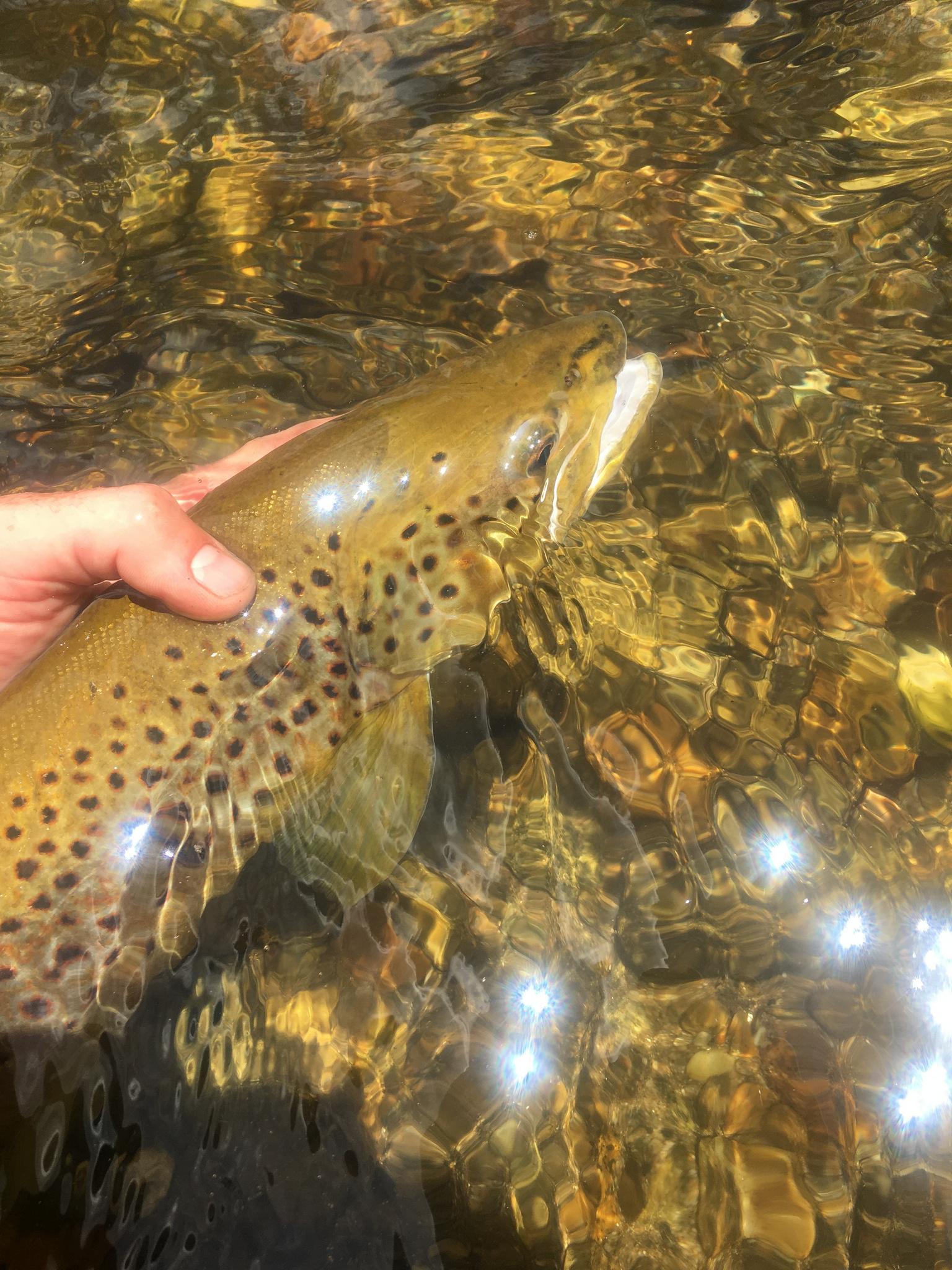 Pêche à la mouche dans le Victoria, Australie | Truites & Cie