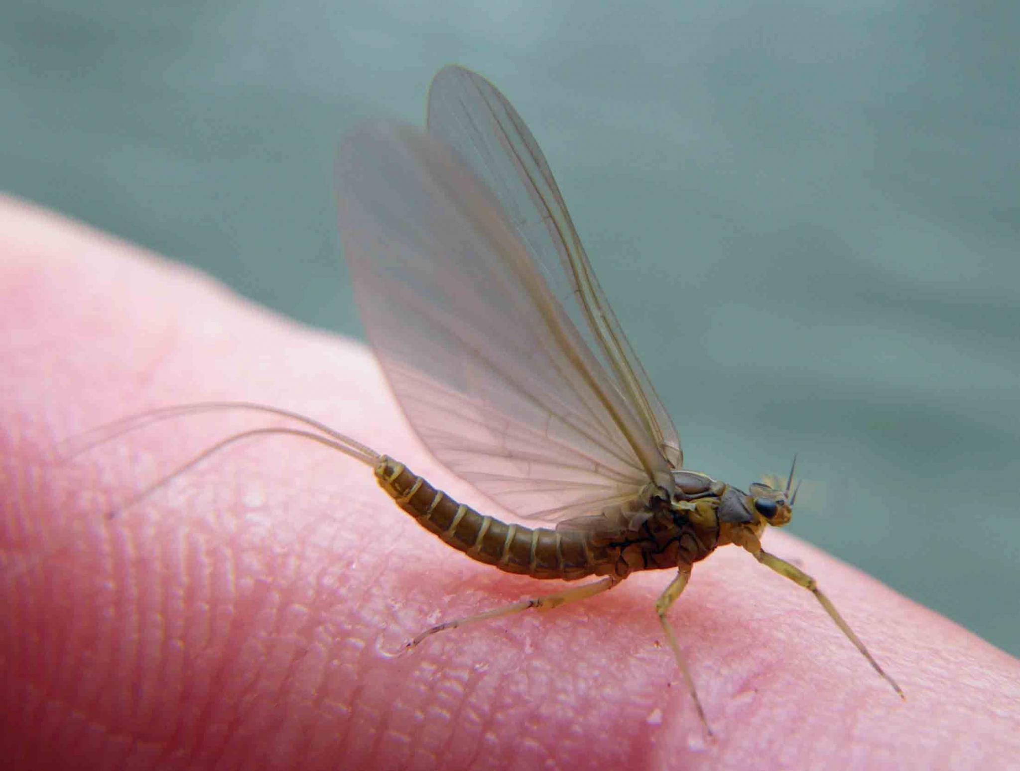Les mouches sèches de l'ouverture | Truites & Cie