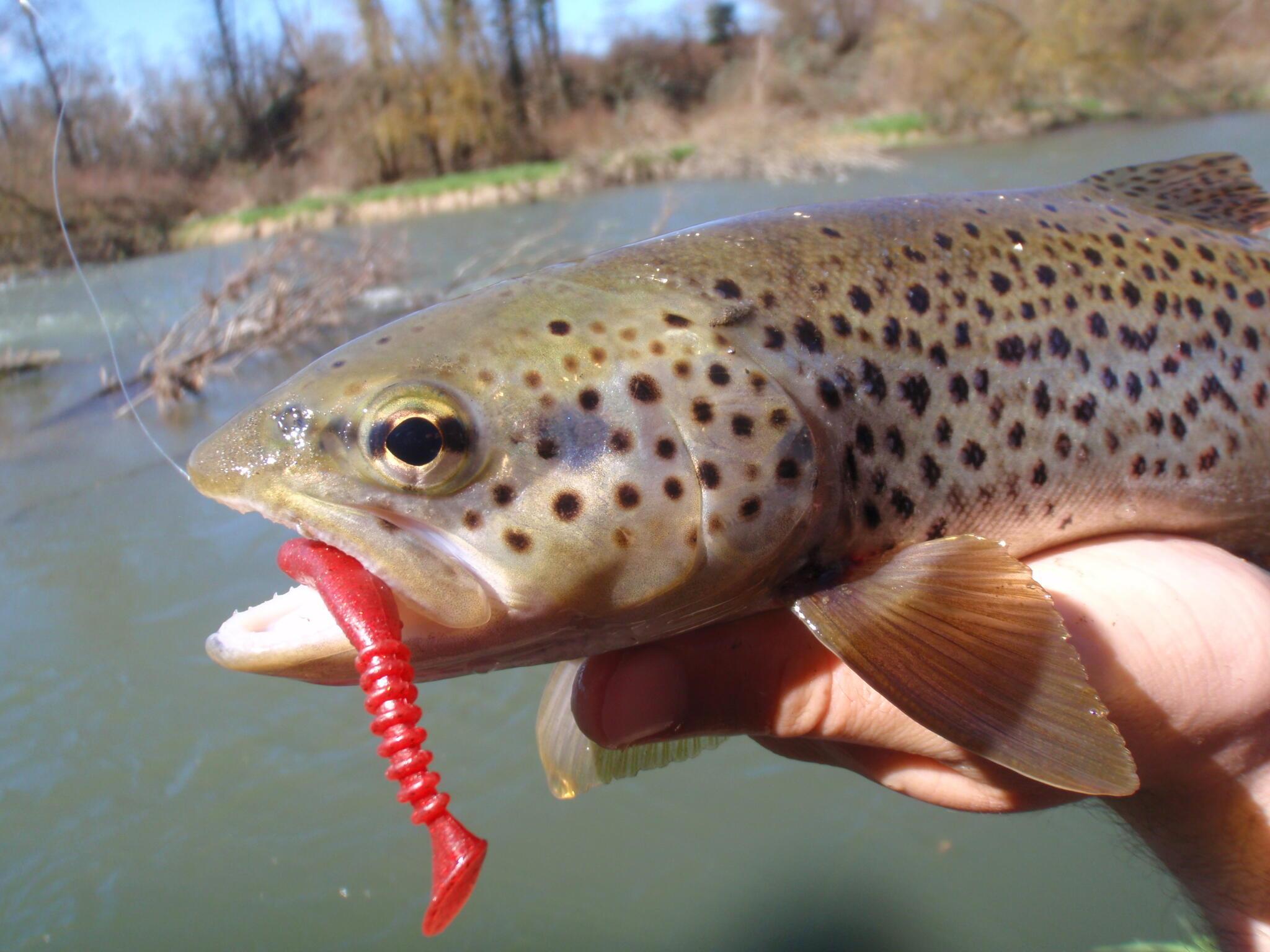 Pourquoi pêcher la truite aux leurres souples ? Truites & Cie