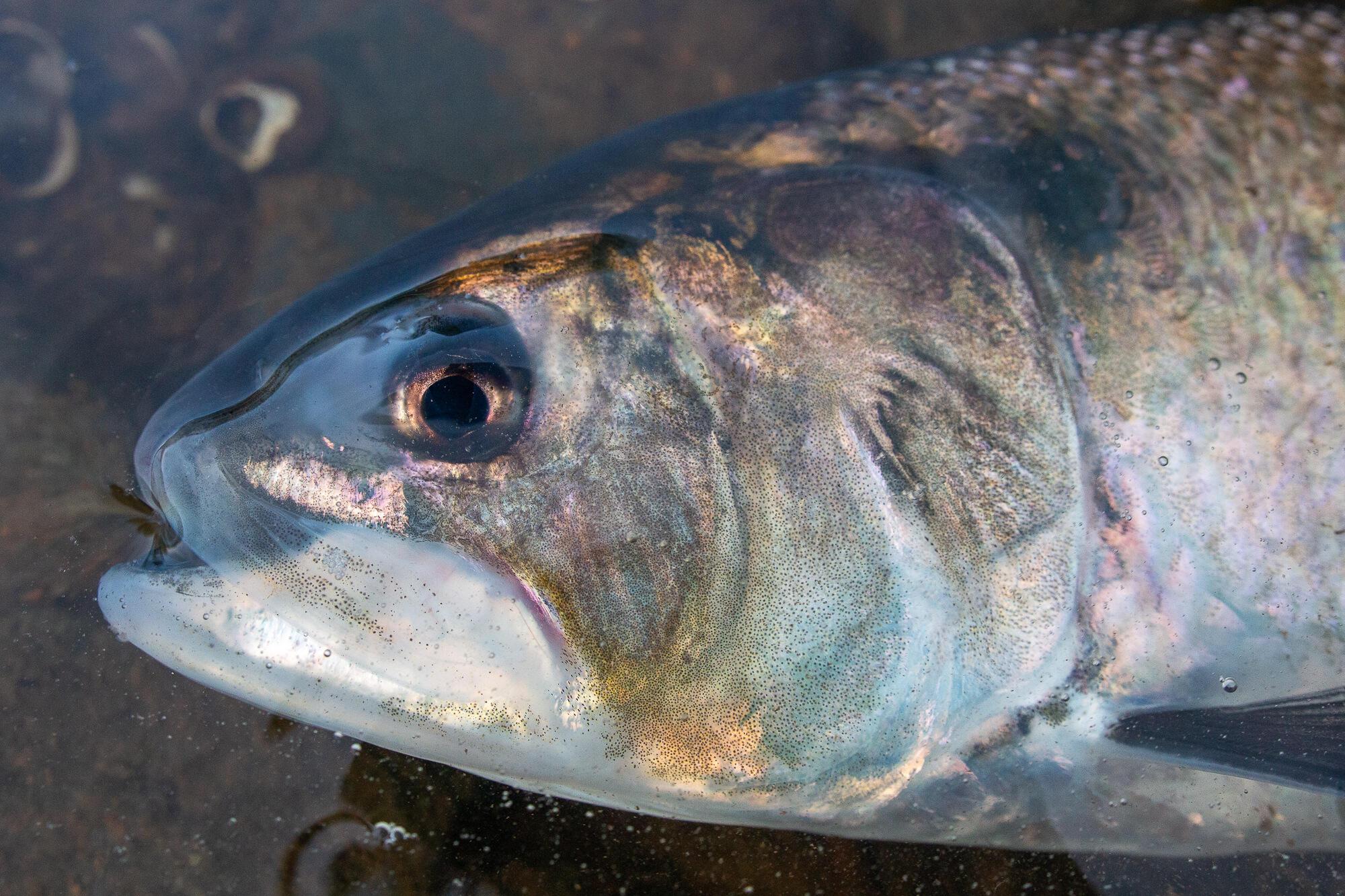 La pêche de l'alose à la mouche | Truites & Cie