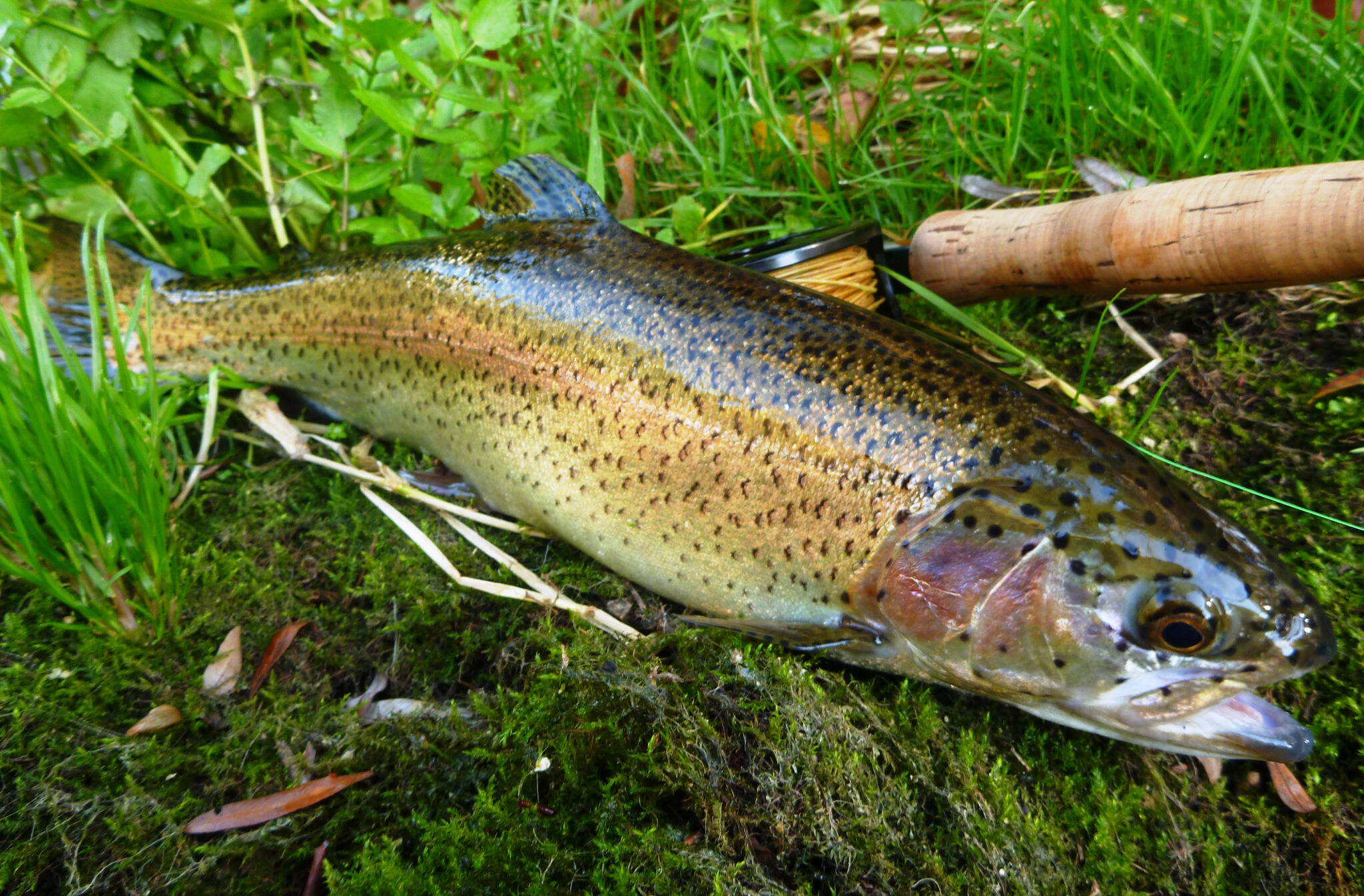 Bien débuter la pêche de la truite Truites & Cie