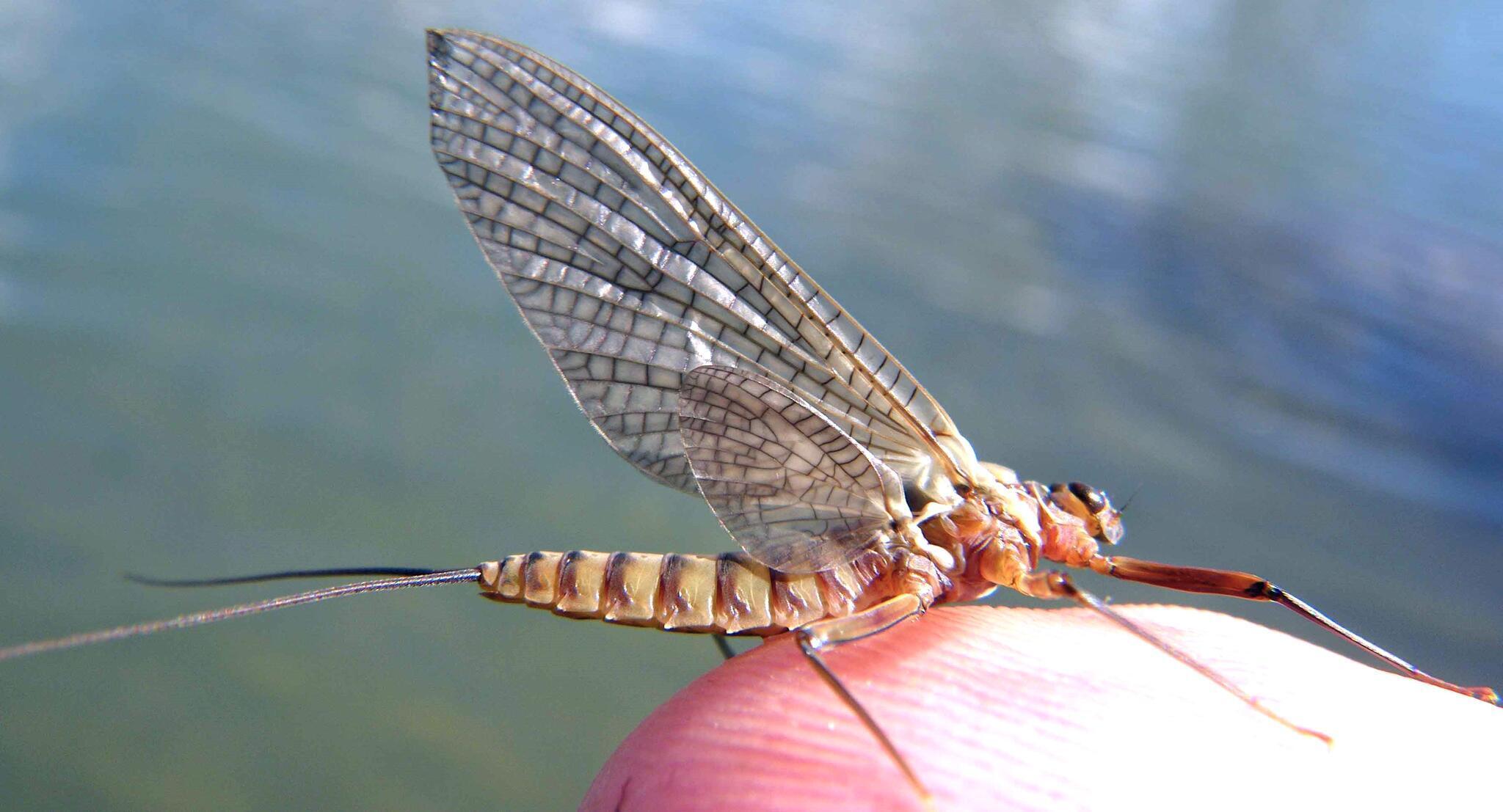 Mes mouches favorites - montage et utilisation | Truites & Cie