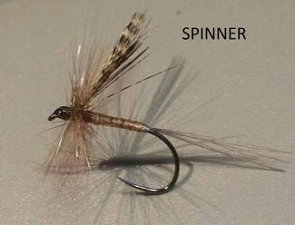 spinner march brown
