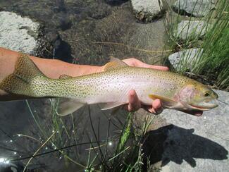 Cutthroat de la Old Man River