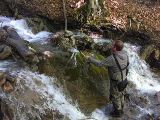 peche torrent
