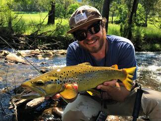 brown trout