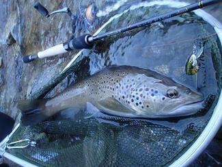 pêche truite leurre