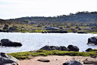 Wallabies