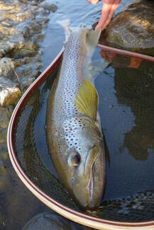 Pêche nymphe au toc