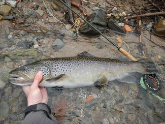 pêche grosse truite