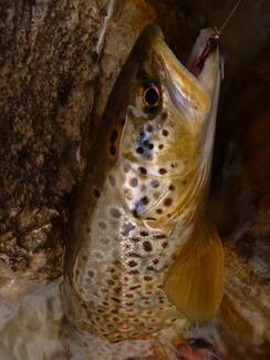 pêche truite mouche