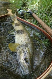 pêche nymphe au toc