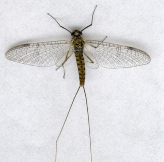 Ecdyonurus Insignis imago femelle