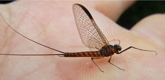 Ecdyonurus Forcipula imago mâle