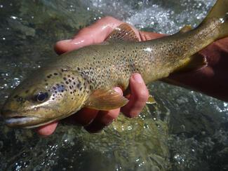 pêche Clarée