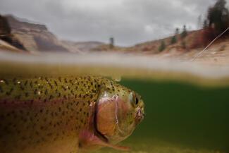 fly fishing photography