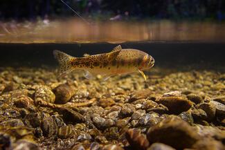 flyfishing photography